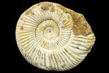 Jurassic Ammonite (Perisphinctes) Fossil - Madagascar #161774-1